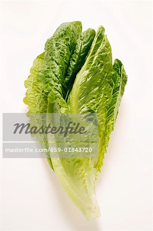 Laitue romaine