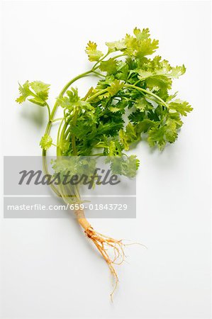 Fresh coriander with root Fresh coriander with root
