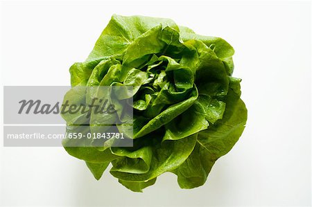 Lettuce Lettuce