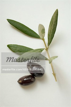 Two black olives beside olive branch