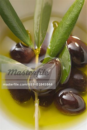 Olive oil, black olives and olive branch in bowl