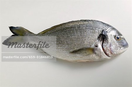 Fresh sea bream