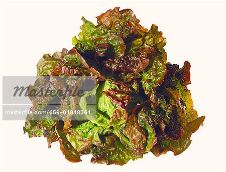 Red Lettuce Red Lettuce