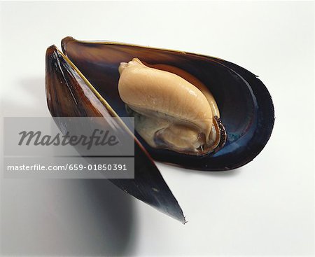 An opened mussel