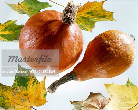 Deux citrouilles de Hokkaido et les feuilles d'automne