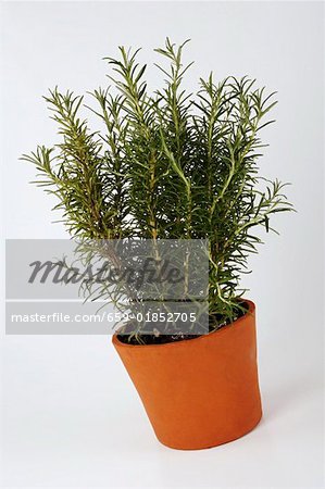 Rosemary in a cache-pot