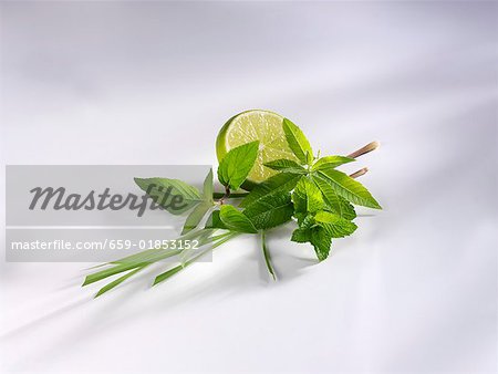 Zitronengras, Ananas-Salbei, Minze Lemon Verbena & Kalk Zitronengras, Ananas-Salbei, Minze Lemon Verbena & Kalk