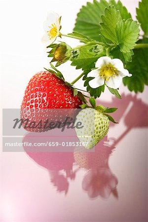 One red and one green strawberry on stalk with flowers