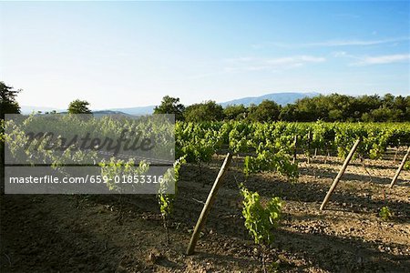Vignes en Provence