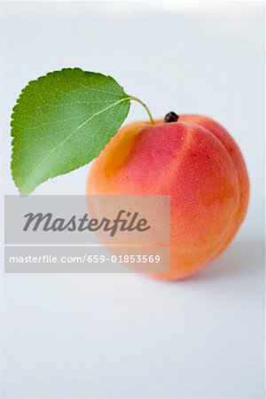 Eine Aprikose