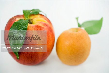 A nectarine and an apricot