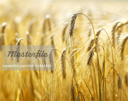 Ears of barley in the field