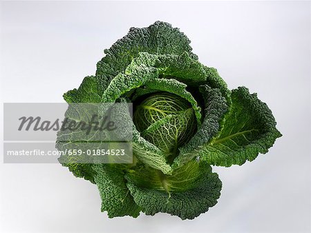 Savoy cabbage