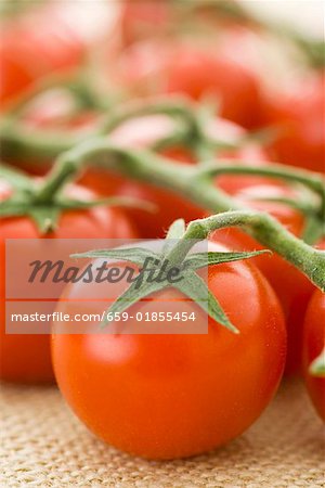 Frische Tomaten am Rebstock