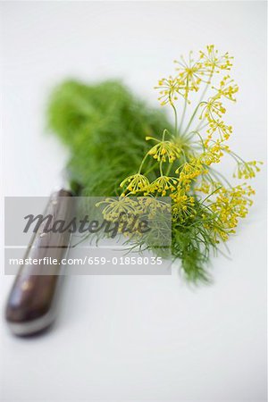 Dill flowers with knife