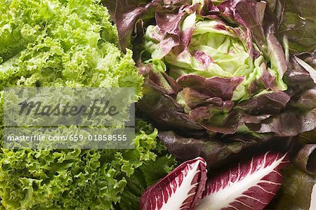 A selection of lettuces and radicchio (detail)