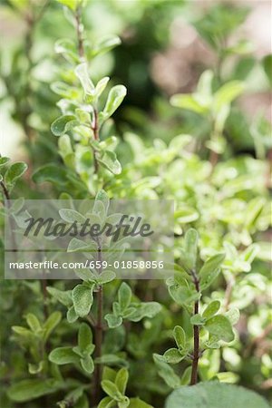 Fresh marjoram in the open air (detail)