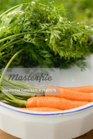 Frische Karotten mit Tops in weiß Schale