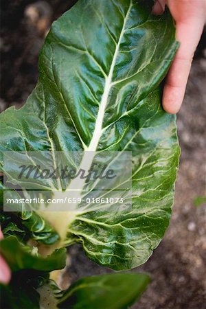 Main cueillette à carde dans un lit de légume