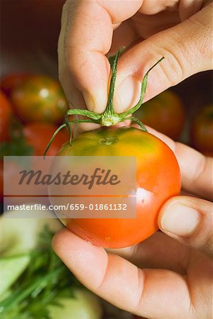 Hand removing stalk from a tomato