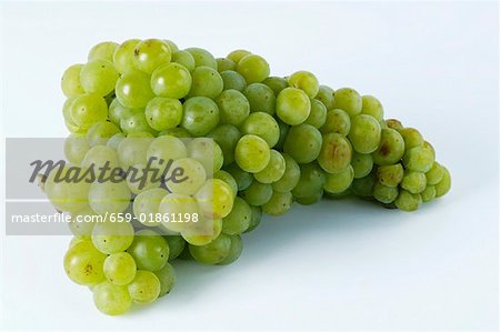 Green grapes, variety Muskateller