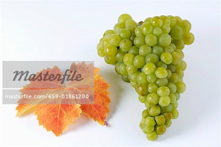 Raisins verts, variété Muskateller avec feuille