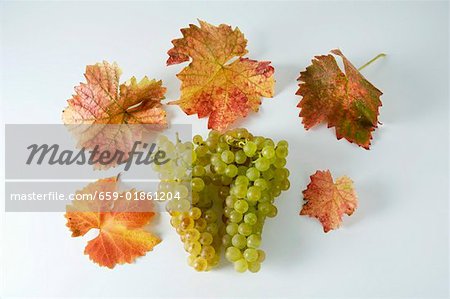 Raisins verts, variété Chasselas, avec des feuilles