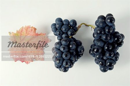 Raisins noirs, variété Domina, avec rallonge
