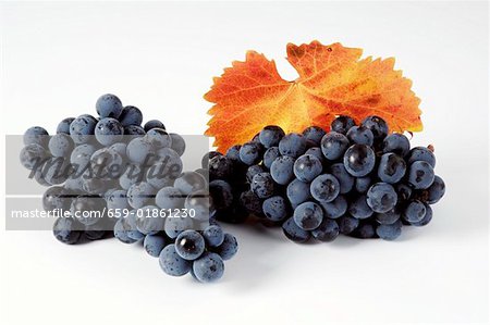 Raisins noirs, variété Regent, avec rallonge