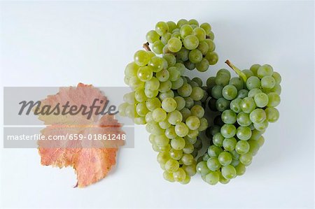 Green grapes, variety Fontanara, with leaf