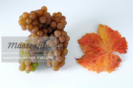 Raisins, variété Traminer, avec rallonge