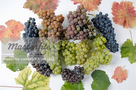 Différents types de raisins avec feuilles