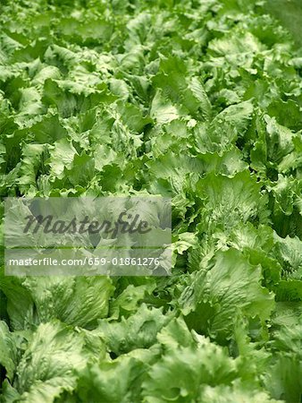 Iceberg lettuce in the field