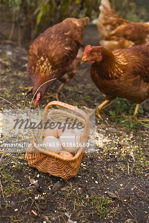 Eggs in a basket, free-range hens behind it