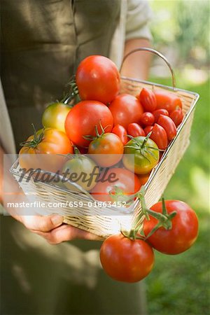 Woman holding basket of tomatoes (various types)