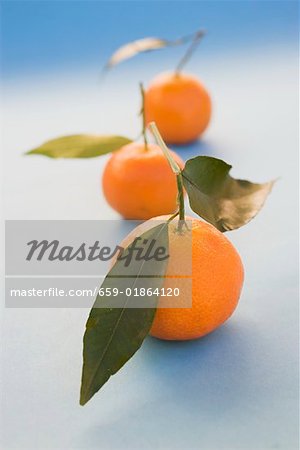 Three clementines with leaves on light blue background