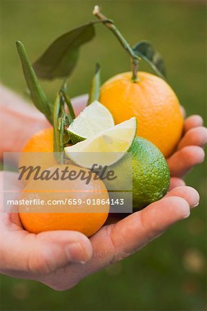 Hands holding assorted citrus fruit