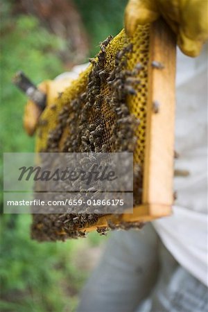 Apiculteur tenant en nid d'abeille recouvert d'abeilles