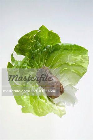 Live snail on lettuce leaf