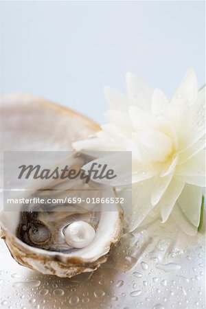 Fresh oyster with pearl, white water lily beside it