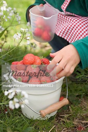 Child with bucket full of strawberries & measuring jug in garden