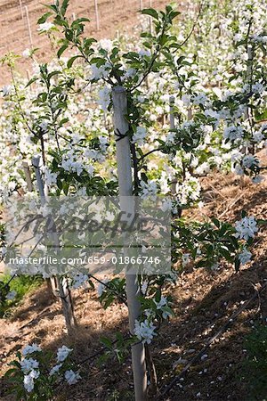 Young apple trees in blossom