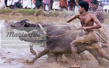 Deux buffles en cours d'exécution dans une course de buffalo, Kerala, Inde