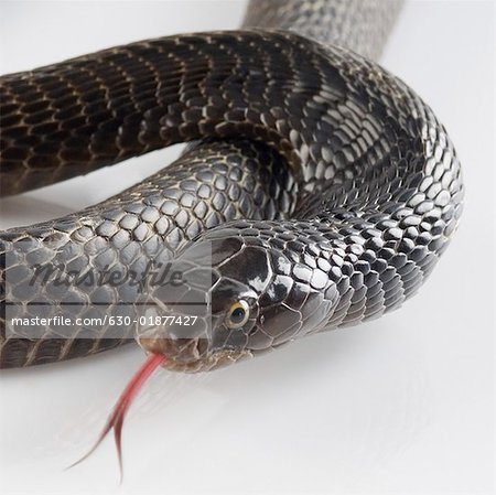 Close-up of a cobra flicking its tongue out