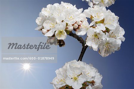 Gros plan de fleurs de cerisier