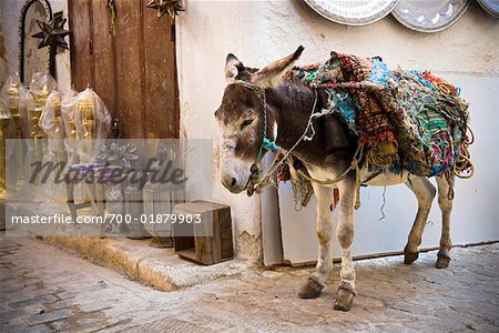Âne dans la médina de Fès, Maroc