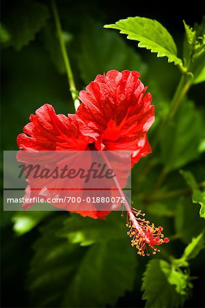 Hibiscus Flower, Niue Island, South Pacific