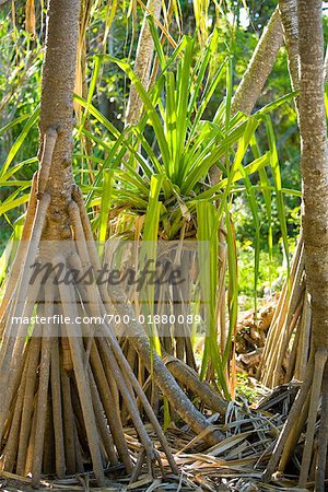 Mangrove arbres, Wilson Island, Queensland, Australie