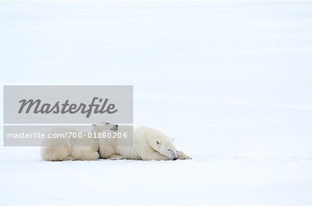 Eisbär-Mutter und Jungtiere schlafen auf Eis