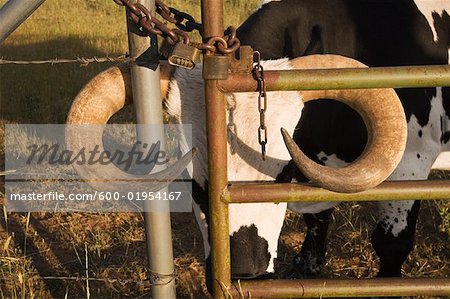 Cow Caught by Horns in Fence